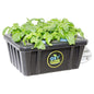Oxy Clone 20 Site Pro Series Cloning System Kit
